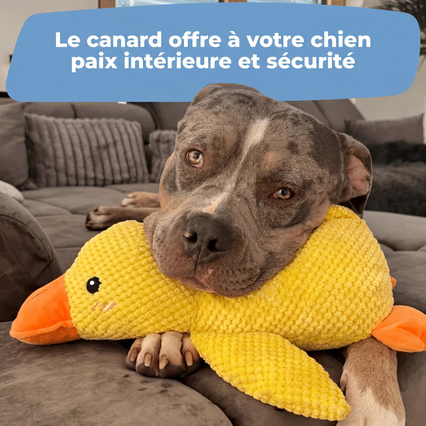 Le Canard Anti-Stress