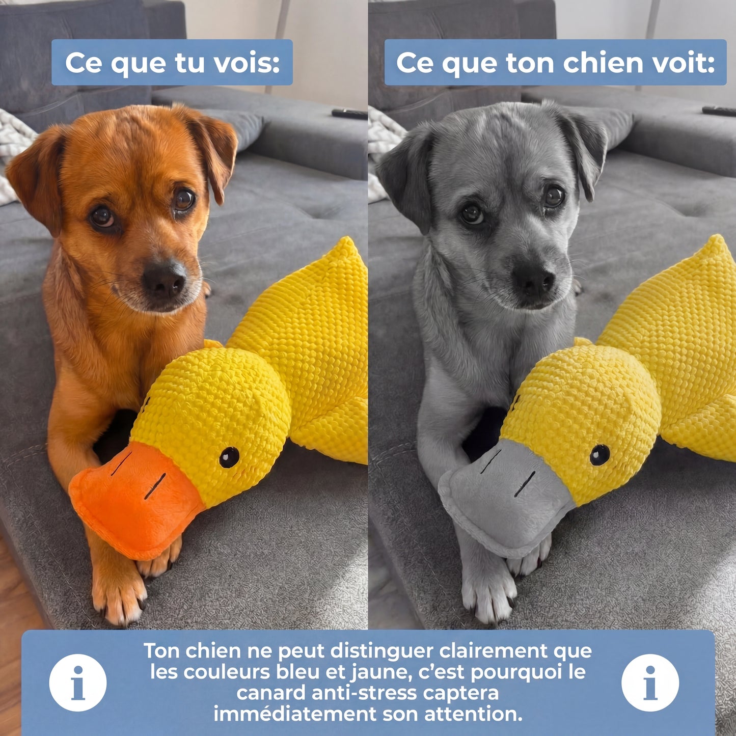 Le Canard Anti-Stress