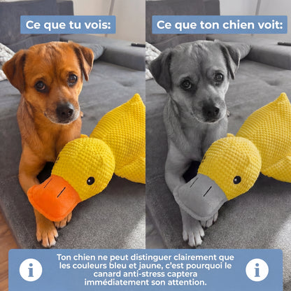 Le Canard Anti-Stress